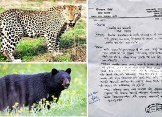 पौड़ी गढ़वाल के डांगी गांव में गुलदार एवं भालू के भय से जन जीवन प्रभावित, ग्रामीणों ने डीएफओ को दिया ज्ञापन