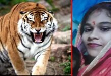 घर के आंगन में बर्तन धो रही महिला पर बाघ ने किया हमला, अस्पताल ले जाते वक्त तोड़ा दम tiger attacked a woman