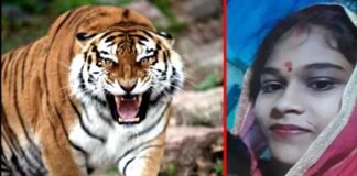 घर के आंगन में बर्तन धो रही महिला पर बाघ ने किया हमला, अस्पताल ले जाते वक्त तोड़ा दम tiger attacked a woman
