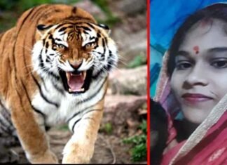 घर के आंगन में बर्तन धो रही महिला पर बाघ ने किया हमला, अस्पताल ले जाते वक्त तोड़ा दम tiger attacked a woman