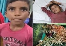 12 साल के बच्चे ने गुलदार के जबड़े से छुड़ाया छोटे भाई को, नरभक्षी के सिर पर डंडे बरसाकर बचाई छोटे की जान