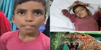 12 साल के बच्चे ने गुलदार के जबड़े से छुड़ाया छोटे भाई को, नरभक्षी के सिर पर डंडे बरसाकर बचाई छोटे की जान