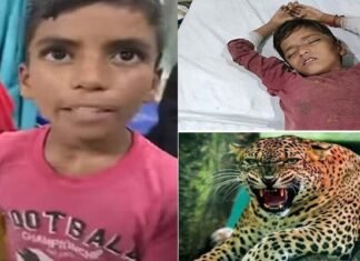 12 साल के बच्चे ने गुलदार के जबड़े से छुड़ाया छोटे भाई को, नरभक्षी के सिर पर डंडे बरसाकर बचाई छोटे की जान