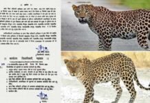 गुलदार की सक्रियता को देखते हुए जिलाधिकारी ने पौड़ी गढ़वाल के इन विद्यालयों में दो दिवसीय अवकाश किया घोषित