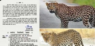 गुलदार की सक्रियता को देखते हुए जिलाधिकारी ने पौड़ी गढ़वाल के इन विद्यालयों में दो दिवसीय अवकाश किया घोषित