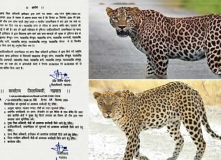 गुलदार की सक्रियता को देखते हुए जिलाधिकारी ने पौड़ी गढ़वाल के इन विद्यालयों में दो दिवसीय अवकाश किया घोषित
