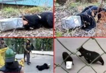 उत्तराखंड: कनस्तर में फंसा भालू का सिर, कई घंटों तक छटपटाता रहा, ऐसे किया रेस्क्यू Bear's head stuck in a canister in Chamoli