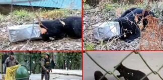 उत्तराखंड: कनस्तर में फंसा भालू का सिर, कई घंटों तक छटपटाता रहा, ऐसे किया रेस्क्यू Bear's head stuck in a canister in Chamoli
