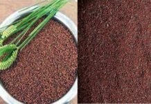 उत्तराखंड में इस साल राज्य सरकार ने किसानों से खरीदा 3100 मीट्रिक टन मंडुआ, 270 केंद्रों के जरिए हुई मंडुवे की खरीद