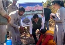 कल्जीखाल ब्लॉक मुख्यालय परिसर में समलौण के तौर पर लगाया गया देवदार का पेड़