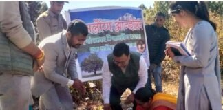 कल्जीखाल ब्लॉक मुख्यालय परिसर में समलौण के तौर पर लगाया गया देवदार का पेड़