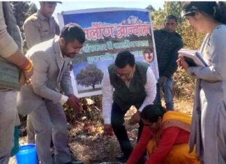 कल्जीखाल ब्लॉक मुख्यालय परिसर में समलौण के तौर पर लगाया गया देवदार का पेड़
