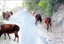 ग्रामीणों की निर्ममता!, जंगलों में पैर बांधकर छोड़े जा रहे हैं पशु ग्रामीणों की निर्ममता!, जंगलों में पैर बांधकर छोड़े जा रहे हैं पशु