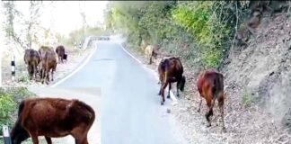 ग्रामीणों की निर्ममता!, जंगलों में पैर बांधकर छोड़े जा रहे हैं पशु ग्रामीणों की निर्ममता!, जंगलों में पैर बांधकर छोड़े जा रहे हैं पशु