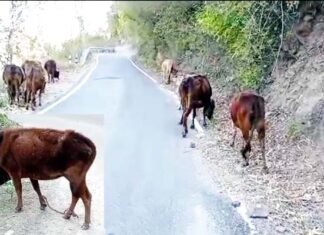 ग्रामीणों की निर्ममता!, जंगलों में पैर बांधकर छोड़े जा रहे हैं पशु ग्रामीणों की निर्ममता!, जंगलों में पैर बांधकर छोड़े जा रहे हैं पशु