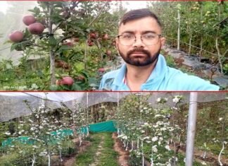 चम्पावत के कमल गिरी से लीजिए स्वरोजगार की प्रेरणा, सरकारी योजनाओं का लाभ लेकर बने सफल उद्यानपति kamal giri farmar champawat