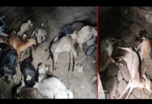 पौड़ी गढ़वाल: गुलदार ने गौशाला में बंधी 17 बकरियों को मार डाला, कुछ समय पहले भी 12 बकरियों को मारा था, पशुपालकों को हुआ लाखों का नुकसान