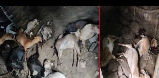 पौड़ी गढ़वाल: गुलदार ने गौशाला में बंधी 17 बकरियों को मार डाला, कुछ समय पहले भी 12 बकरियों को मारा था, पशुपालकों को हुआ लाखों का नुकसान