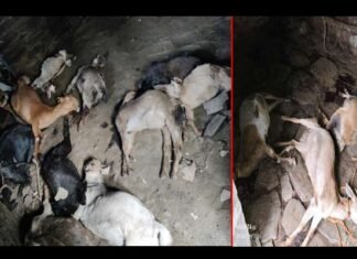 पौड़ी गढ़वाल: गुलदार ने गौशाला में बंधी 17 बकरियों को मार डाला, कुछ समय पहले भी 12 बकरियों को मारा था, पशुपालकों को हुआ लाखों का नुकसान