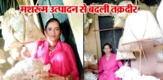 सफलता की कहानी: मशरूम उत्पादन से बदली तक़दीर, माहेश्वरी देवी ने ग्रामोत्थान परियोजना से सीखा स्वरोजगार का हुनर Maheshwari Devi producing mushroom