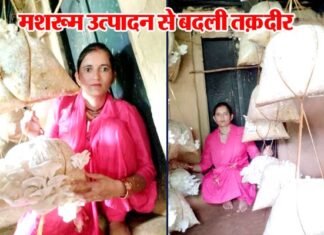 सफलता की कहानी: मशरूम उत्पादन से बदली तक़दीर, माहेश्वरी देवी ने ग्रामोत्थान परियोजना से सीखा स्वरोजगार का हुनर Maheshwari Devi producing mushroom