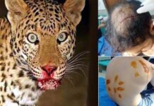 श्रीनगर-पौड़ी मोटर मार्ग पर इवनिंग वॉक कर रहे युवक पर गुलदार ने किया हमला, क्षेत्र में दहशत