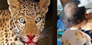 श्रीनगर-पौड़ी मोटर मार्ग पर इवनिंग वॉक कर रहे युवक पर गुलदार ने किया हमला, क्षेत्र में दहशत