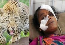 घर के अंदर सो रही महिला पर गुलदार ने किया हमला, दरवाजा तोड़कर बाहर खींचा, श्रीनगर में भी शौच के लिए गए युवक पर मारा झपट्टा leopard-attack-woman in rudrprayag