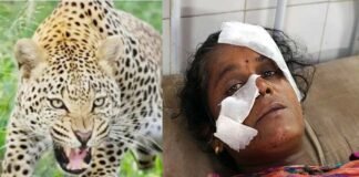 घर के अंदर सो रही महिला पर गुलदार ने किया हमला, दरवाजा तोड़कर बाहर खींचा, श्रीनगर में भी शौच के लिए गए युवक पर मारा झपट्टा leopard-attack-woman in rudrprayag