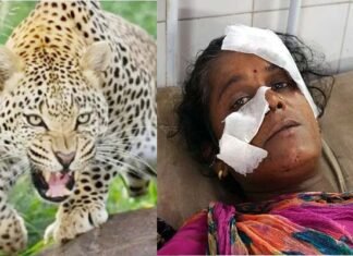 घर के अंदर सो रही महिला पर गुलदार ने किया हमला, दरवाजा तोड़कर बाहर खींचा, श्रीनगर में भी शौच के लिए गए युवक पर मारा झपट्टा leopard-attack-woman in rudrprayag