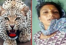 गौशाला के समीप घास काट रही महिला पर गुलदार ने किया हमला, ग्रामीणों में दहशत