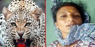 गौशाला के समीप घास काट रही महिला पर गुलदार ने किया हमला, ग्रामीणों में दहशत