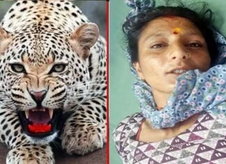 गौशाला के समीप घास काट रही महिला पर गुलदार ने किया हमला, ग्रामीणों में दहशत
