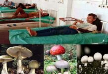 जंगली मशरूम की सब्जी खाने से 7 लोग बीमार, अस्पताल में भर्ती Ill from eating wild mushrooms