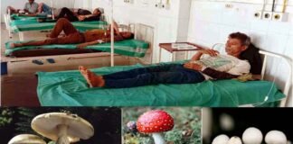 जंगली मशरूम की सब्जी खाने से 7 लोग बीमार, अस्पताल में भर्ती Ill from eating wild mushrooms