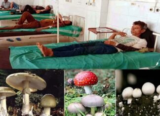 जंगली मशरूम की सब्जी खाने से 7 लोग बीमार, अस्पताल में भर्ती Ill from eating wild mushrooms