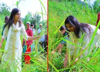 डीएम स्वाति भदौरिया ने डुंगरी गांव पहुंचकर ग्रामीणों संग की धान की कटाई, मंडाई में भी हुई शामिल