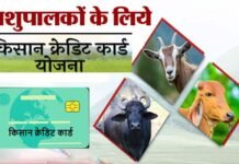 पशुपालकों को किसान क्रेडिट कार्ड से मिलेगा 1.60 लाख तक का लाभ
