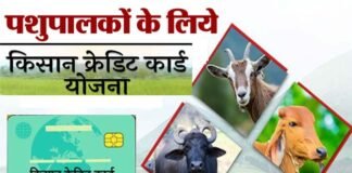पशुपालकों को किसान क्रेडिट कार्ड से मिलेगा 1.60 लाख तक का लाभ