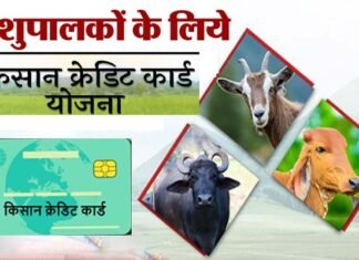 पशुपालकों को किसान क्रेडिट कार्ड से मिलेगा 1.60 लाख तक का लाभ