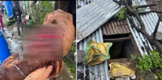 फिर अज्ञात जानवर का हमला, गौशाला तोड़कर गाय को किया घायल