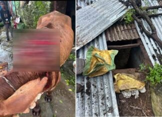 फिर अज्ञात जानवर का हमला, गौशाला तोड़कर गाय को किया घायल