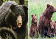 स्कूल जा रही छात्राओं के रास्ते में आ धमका भालू का पूरा परिवार, घबराकर उल्टे पांव घर लौटे बच्चे, ग्रामीणों में दहशत bhalu ka parivar