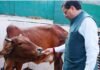गोवर्धन पूजा के अवसर पर मुख्यमंत्री धामी ने किया गौ पूजन