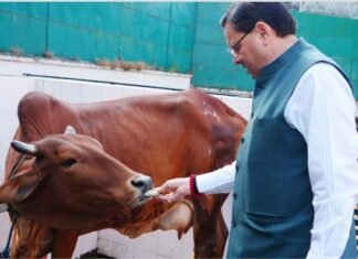 गोवर्धन पूजा के अवसर पर मुख्यमंत्री धामी ने किया गौ पूजन