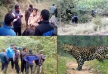 पौड़ी गढ़वाल: घास काटने गई महिला को गुलदार ने उतारा मौत के घाट, आसपास के क्षेत्रों में दहशत का महौल