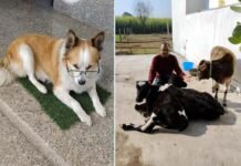 शालू की स्मृति और श्रीमती का समर्पण: इंसानियत और पशु-प्रेम की भावनात्मक मिसाल