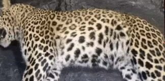 पौड़ी का नरभक्षी गुलदार ढेर, जमीन पर दिखने लगा है मुख्यमंत्री का आदेश