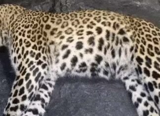 पौड़ी का नरभक्षी गुलदार ढेर, जमीन पर दिखने लगा है मुख्यमंत्री का आदेश