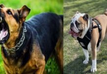 पालतू कुत्ते ने काटा तो मालिक पर होगी FIR, रात को कुत्ता भांकने की शिकायत पर भी होगी कार्रवाई